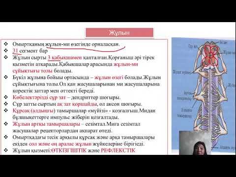 Копия видео "Прямая трансляция пользователя Нуржамал Сериковна" смотреть онлайн