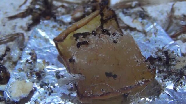 Tetramorium caespitum смотреть онлайн