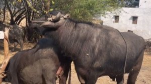 Buffalo mating ! Buffalo breeding ! Cow mating ! Breeding