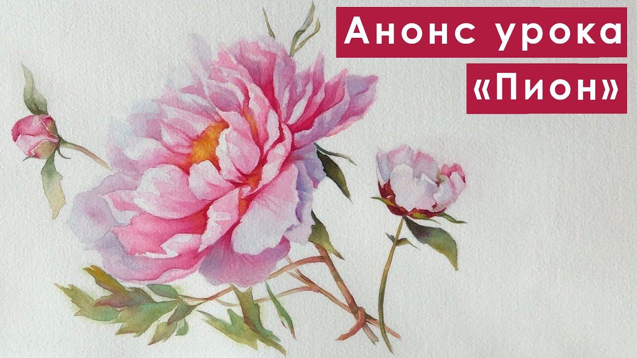 Анонс онлайн-урока "Пион" | Акварель | Художественная школа "Истоки" | Подольск смотреть онлайн