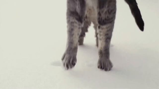 117 Киска смотреть онлайн