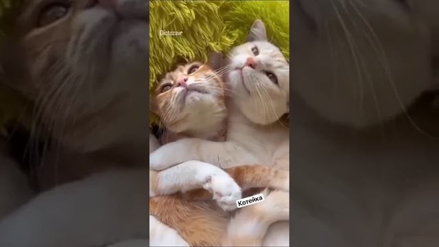 Хроники рыжих котов смотреть онлайн