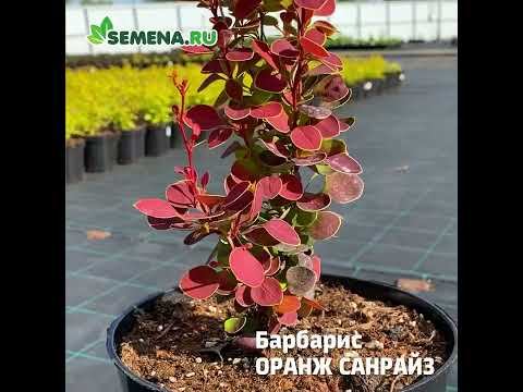 Барбарис Оранж санрайз смотреть онлайн