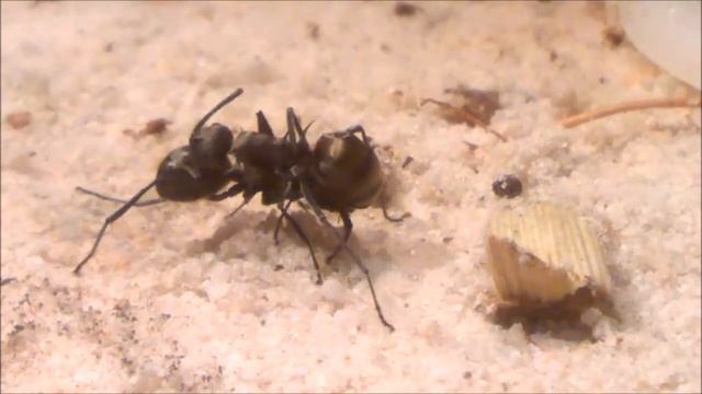 Polyrhachis medical care - How ants care for eachother смотреть онлайн