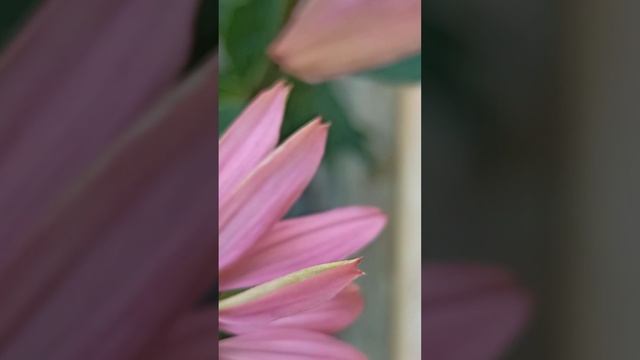 Chamomile time смотреть онлайн