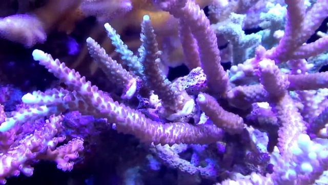 Red sea max 250 goofy смотреть онлайн