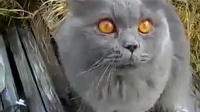 Фантастическая история о Говорящем Котяре! Смешно и плакать хочется смотреть онлайн
