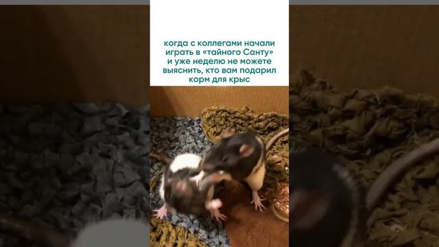 Ксения Панченкова