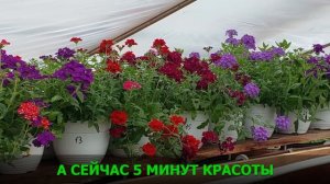 Цветок не для задворок - тренд года, выращиваем не по остаточному принципу. ВЕРБЕНА вегетативная ❤