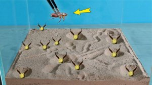 Что если 10 муравьиных львов посадить в один аквариум и бросить к ним таракана ?