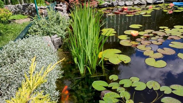 Нерест коропа KOI смотреть онлайн