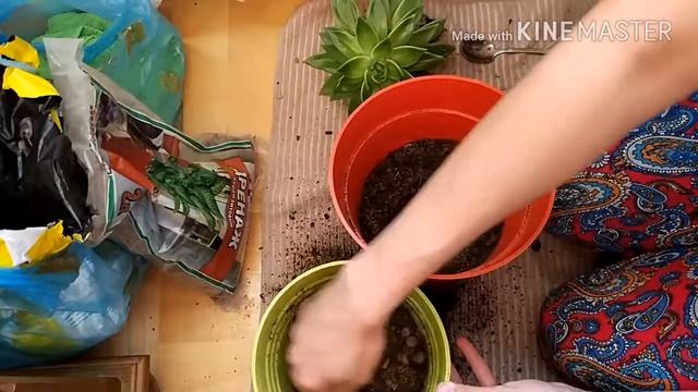 пересадка смотреть онлайн
