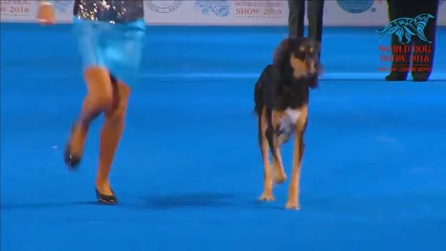 Group 10 WDS 2016 смотреть онлайн