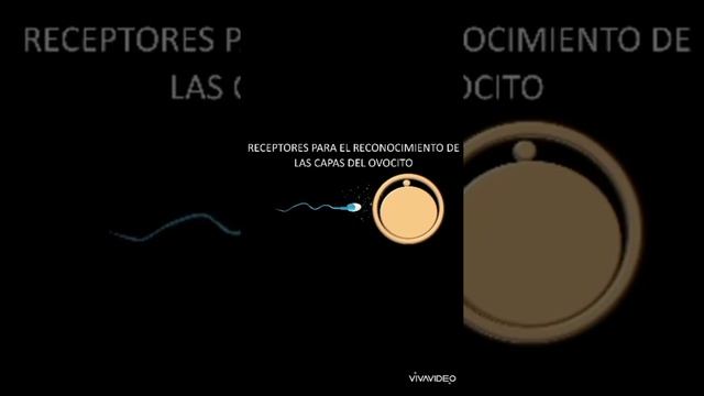 ¿Es verdad que fuiste el esperma más rápido? смотреть онлайн