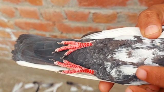 Rampuri Jodha breeder Mohsin jutt Lahore 03244753622 смотреть онлайн