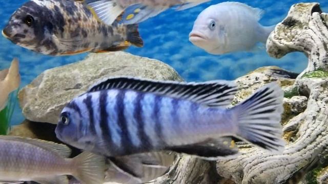 Elongatus "Ornatus Likoma" смотреть онлайн