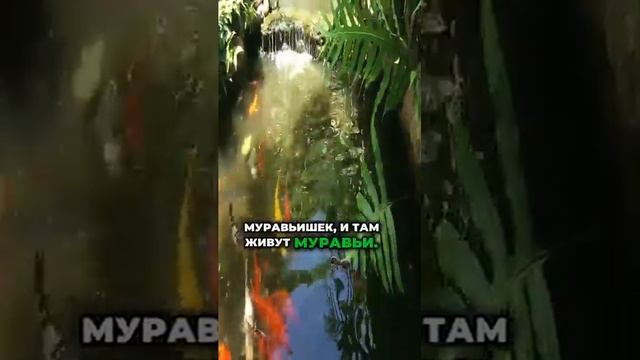 Для умеющих думать/Самопознание и поцелуй Абсолюта/ТАЙНА заставляет нас её разгадывать? #философия смотреть онлайн