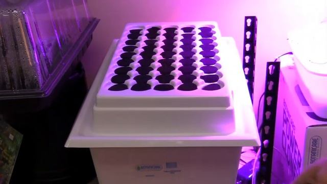 How To Clone A Plant - Methods and Techniques - GrowersHouse.com смотреть онлайн