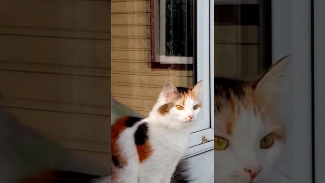 УРА, ВЕСНА! ЗАБАВНАЯ СКЛЕЙКА #1 смотреть онлайн