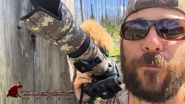 Unbelievable wolf video - Grey Wolf hunts deer смотреть онлайн