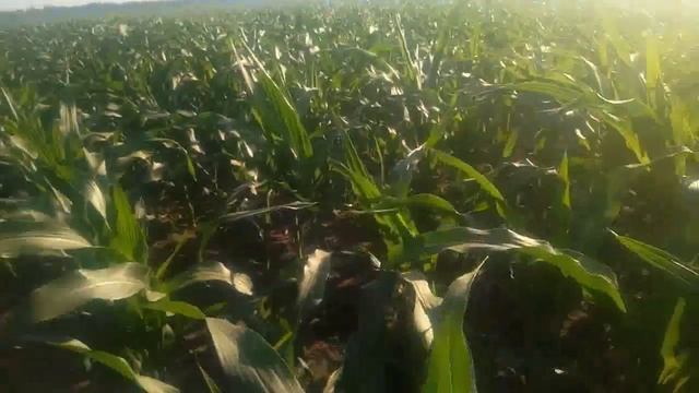 Кукуруза Dekalb состояние посевов на 12 06 19 смотреть онлайн
