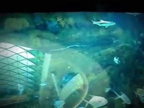 Очень красивый аквариум (посмотрите не пожалеете) смотреть онлайн