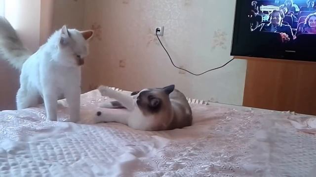 Кошечки делят территорию смотреть онлайн