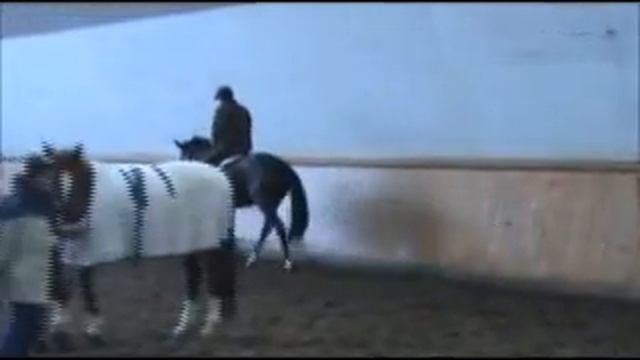 Wallace WF (Waldaire x Aly Alice xx) 2005 Dark Bay Mare For Sale смотреть онлайн