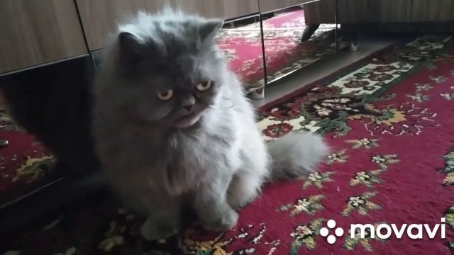 Бонька ещё не готова принять Маркиза. смотреть онлайн