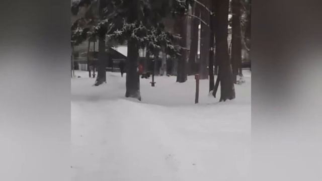 В курсе.TV: Хулиганы взорвали кормушку белок в парке смотреть онлайн