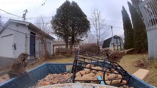 A #song #sparrow standoff #birds #bird #fight смотреть онлайн