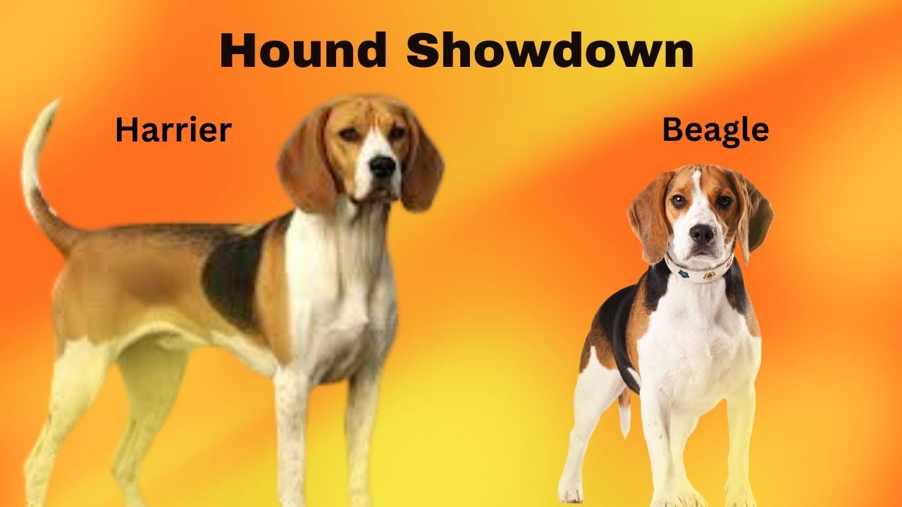 Beagle 🆚 Harrier 🐶 Unveiling Diffs & Sims of 2 Hound Breeds #Beagle #Harrier #HoundComparison🐾 смотреть онлайн