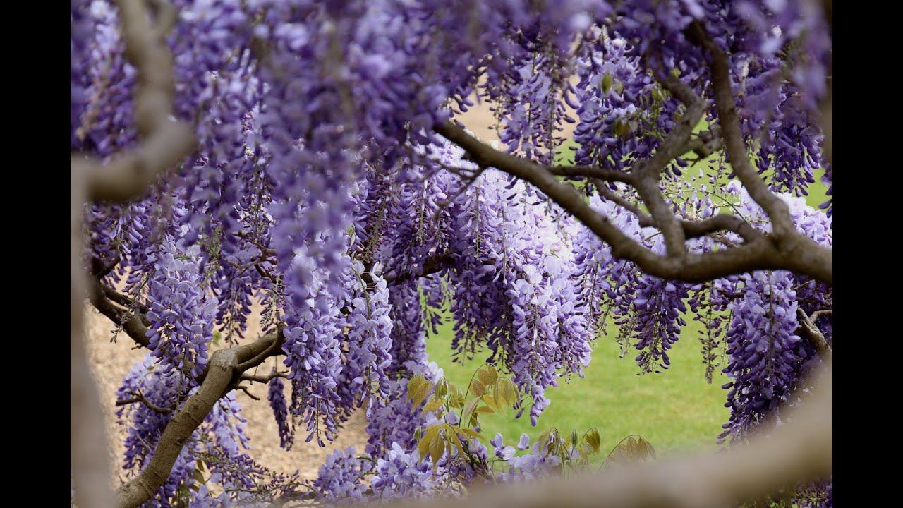 1 hour mix of Relaxing music | Calm music | Ambient Music | Classical Music | Pop Calm Music смотреть онлайн