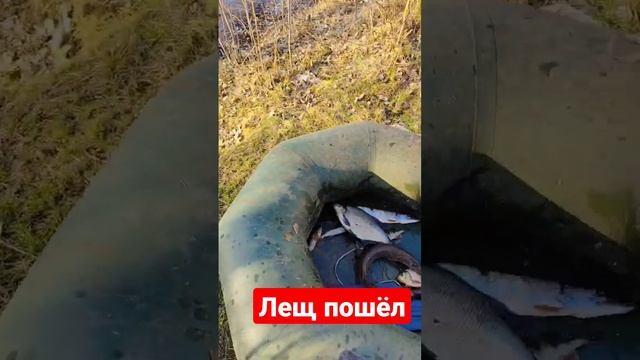 Лещ от клеща. смотреть онлайн