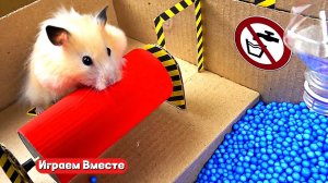 Хомяк попал в ЛАБИРИНТ С ПРЕПЯТСТВИЯМИ ! Выбираемся из лабиринта вместе !