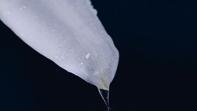 Guerlain ORCHIDEE IMPERIALE The Night serum 2020 смотреть онлайн