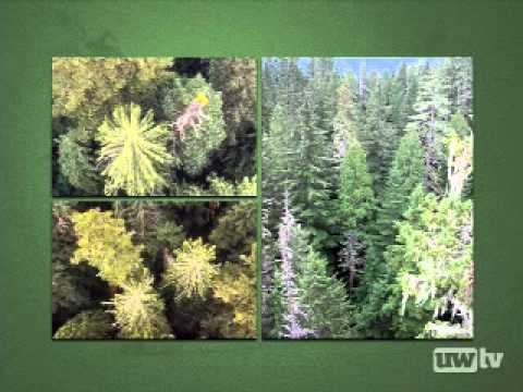 Forest Management смотреть онлайн