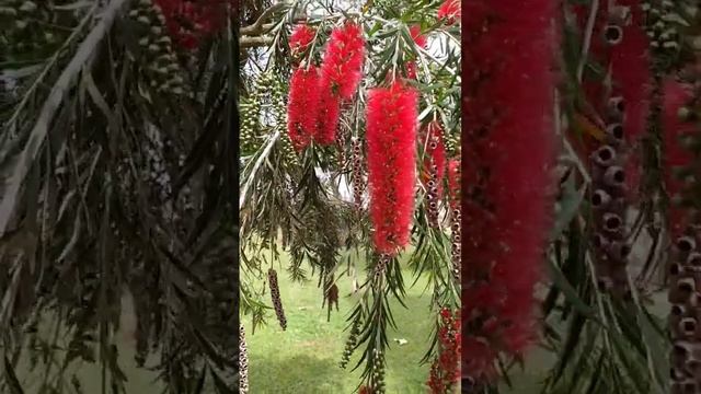 Цветы апреля. ✨🌞 Израиль, Наария💖🌍✨ #israel #flowers #musik смотреть онлайн