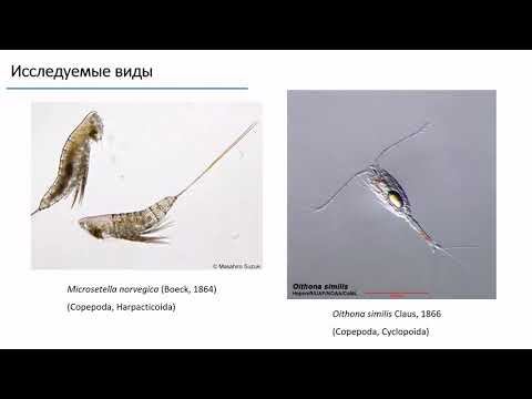 Н.В. Усов. Как делить нишу: эврибионты Oithona similis и Microsetella norvegica в Белом море смотреть онлайн