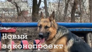 В России положены штрафы за выгул собак без намордника