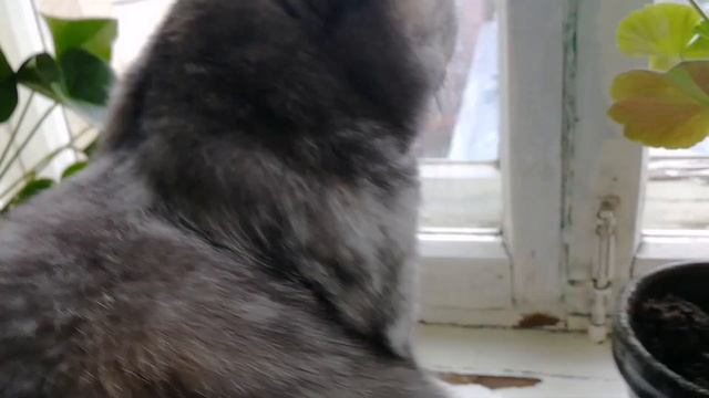 Клип!! На природе!! смотреть онлайн