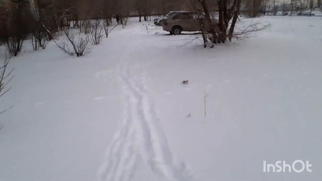 3 января 2023 г. Белка 🐕 проверка двора 🏠🐾 смотреть онлайн