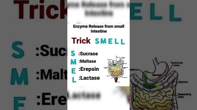 small intestine enzymes || Mnemonics || easy way to learn enzymes released from small intestine смотреть онлайн