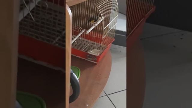Щегол подвид песня смотреть онлайн
