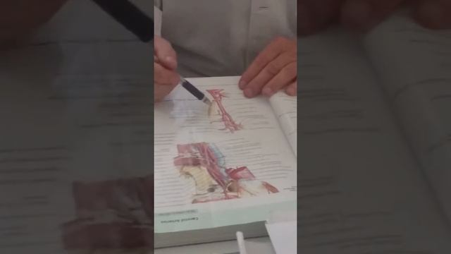 Pulmonary trunk two смотреть онлайн