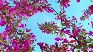 Черёмуха душистая с весною расцвела, и ветки золотистые, что кудри завела...