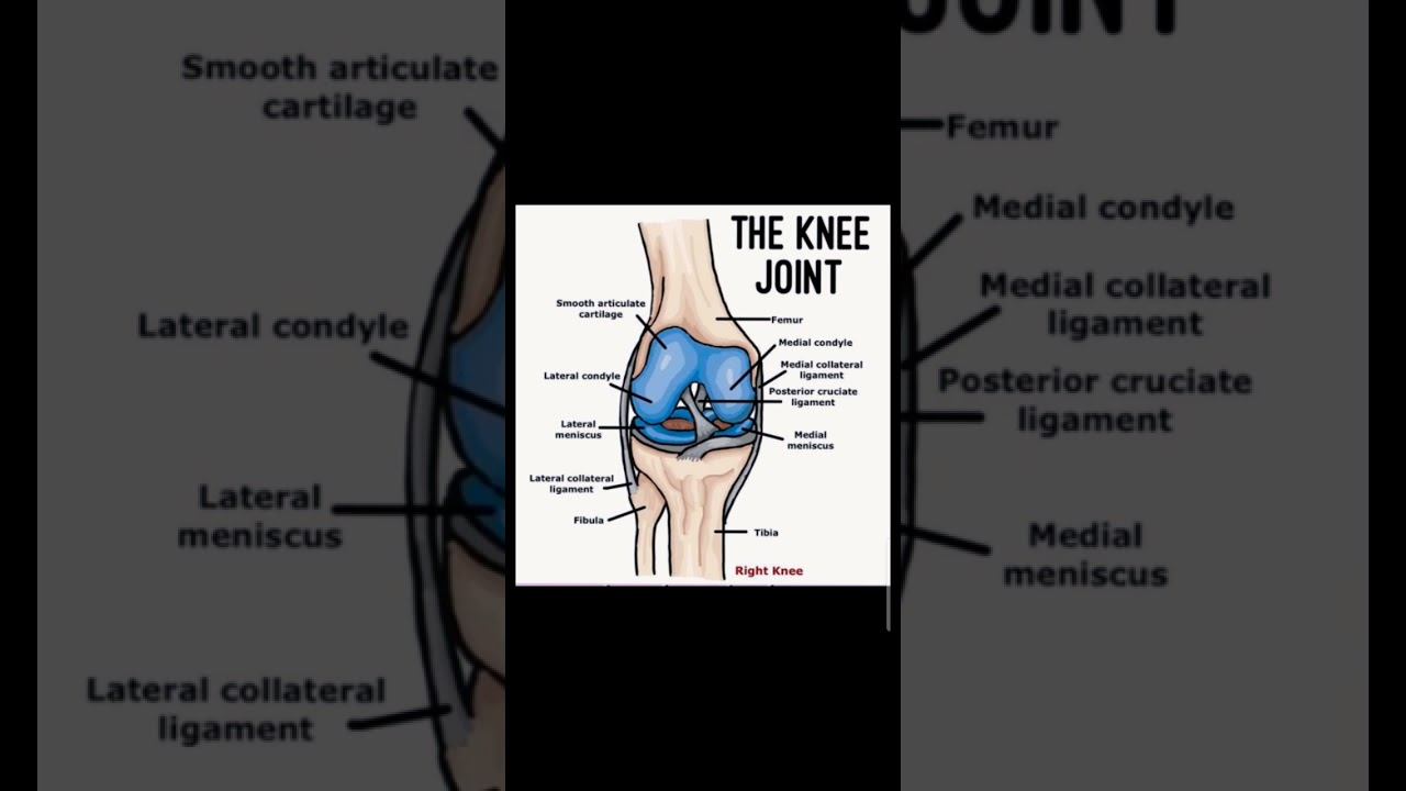 Knee Anatomy Animated Tutorial смотреть онлайн