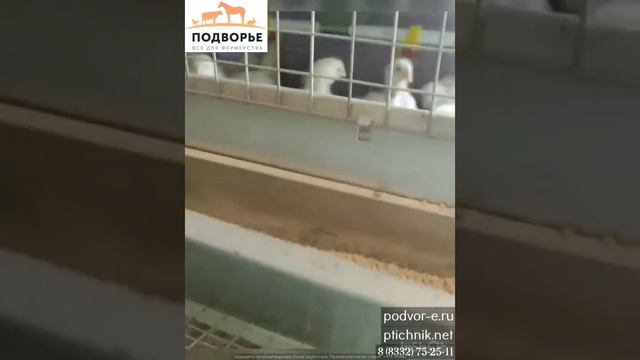 Обзор клетки Пижанка от Аннушки смотреть онлайн