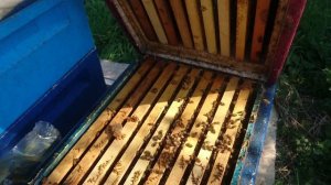 Пасека сегодня, УСР-бакфаст, карника , монтикола, бакфаст