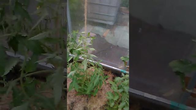 пасынкование томатов смотреть онлайн